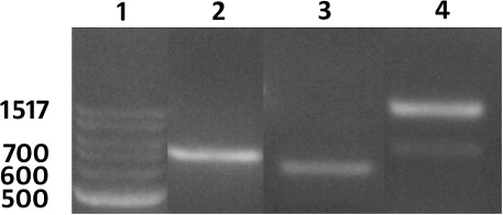 Figure 2. Confirmation of A. rhizogenes being genetically transformed with pRAP15. Lane 1, DNA ladder. Lane 2, eGFP; Lane 3, Ri VirG; Lane 4, Gm-NPR1-2. Numbers in lane 1 represent the number of base pairs.