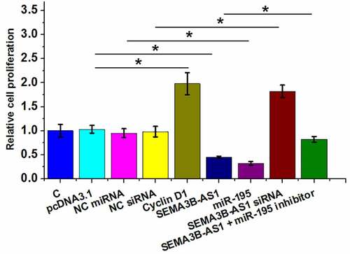 Figure 4. SEMA3B-AS1 inhibited U87 cell proliferation through cyclin D1 and miR-195 The roles of EMA3B-AS1, cyclin D1 and miR-195 in regulating the proliferation of U87 cells were analyzed by cell proliferation (BrdU) assay. All experiments were repeated 3 times and mean values were presented and compared. (*, p < 0.05).