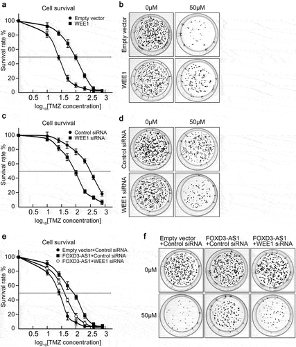 Figure 5. FOXD3-AS1 promoted TMZ resistance through upregulation of WEE1 in U87 cells.