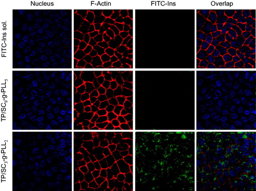 Figure 7. Confocal laser microscope images of cellular uptake of free FITC-Ins solution, FITC-Ins loaded TP/SC9-g-PLL5 and TP/SC3-g-PLL2 for 2 h.