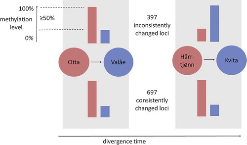 Figure 4. Consistently and inconsistently changed methylation levels in the CpG loci in two pairs of grayling populations with subsequent colonization events in the grayling study system (red = warmer-origin, blue = colder-origin populations). Of the total of 1,094 CpG loci with ≥ 50% change observed in the population means of the methylation levels, we here report the number of consistently and inconsistently changed CpG loci. The population means were calculated over four individuals from Otta and Valåe populations, each, and over six individuals from Hårrtjønn and Kvita, each, regardless of the rearing temperature. The arrow describes the relative divergence time using the colonization order of the population pairs as the unit