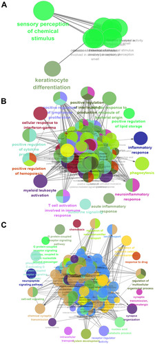 Figure 4 Enrichment analysis using ClueGo. Biological processes significantly enriched in the (A) blue, (B) brown or (C) turquoise modules.