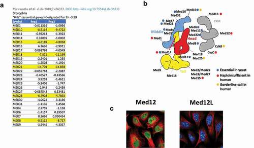 Figure 5. Mediator in metazoans. (a) Essentiality of Mediator subunits in Drosophila derived from a CRISPR screen; highlighted subunits were deemed likely to be essential [Citation89]. (b) Mediator subunits labeled according to whether they are essential in yeast or likely to be haploinsufficient in humans, based on data from gnomAD [Citation83]. (c) The paralogs Med12 and Med12L from the kinase module may have distinct nuclear localization. Left, Med12 stained green and microtubules stained red shows Med12 in the nucleoplasm; right, Med12L stained green, nucleus stained blue and microtubules stained red indicate that Med12L is localized to nucleoli (images from the Human Protein Atlas (https://www.proteinatlas.org/search/med12) [Citation90]), which may suggest a special role for Med12L in regulating Pol II in the nucleolus [Citation91].