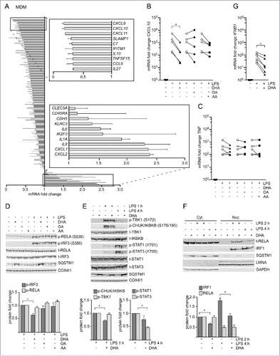 Figure 3. The n-3 PUFA DHA strongly reduced expression of CXCL10 by affecting several signaling pathways. (A) MDMs were treated with DHA (70 µM) for 16 h before stimulation with LPS (100 ng/ml) for 3 h. Transcript levels of 579 genes (nCounter GX Human Immunology kit assay) were determined. Transcripts that were more than 1.5-times increased by LPS in both donors were selected and the fold change between vehicle- and DHA-treated cells calculated, mean ± SD, n = 2. (B) QRT-PCR analysis of CXCL10 and (C) TNF in MDM treated with DHA, OA or AA for 16 h and LPS for 3 h, n = 5 (Friedman test with Dunn's). (D) IB analysis and quantification of IRF3 and RELA phosphorylation in MDMs treated with DHA, OA or AA for 16 h and LPS for 1 h, n = 5. (Friedman test with Dunn's), of (E) TBK1, IKBKB, STAT1 and STAT3 phosphorylation in MDMs treated with DHA, OA or AA for 16 h and LPS for 1 or 4 h, n = 5 (Wilcoxon matched-pairs signed rank test, one-tailed) and of (F) IRF1 and RELA in cytosolic (Cyt) and nuclear (Nuc) fractions in MDMs treated with DHA, OA or AA for 16 h and LPS for 2 or 4 h, n = 5 (Wilcoxon matched-pairs signed rank test). (G) IFNB1 mRNA levels after incubation with DHA for 16 h and LPS for 2 h, n = 6 (Wilcoxon matched-pairs signed rank test).