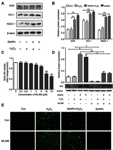 Figure 6 Effect of SeNPs on Nrf2 activation and expression levels of its downstream genes. (A) The protein levels of Nrf2, NQO-1, and HO-1 were detected by Western blot analysis. (B) Quantitative analysis of the protein expression levels of Nrf2, NQO-1, and HO-1. (C) The viability of NCM460 cells treated with Nrf2 inhibitor (ML385) at 0.2, 0.5, 1.5, 2, 4, 6 or 8 µM. (D) Cells were treated with 4 µg/mL of SeNPs and/or 5 µM ML385 for 12 hours, followed by treatment with 500 μM H2O2 for 6 hours. The expression of Nrf2 was determined using Western blot analysis. (E) ML385 abolished the regulatory effect of SeNPs on ROS production. Cells were treated with 4 µg/mL of SeNPs and/or 5 µM ML385 for 12 hours, followed by treatment with 500 μM H2O2 for 6 hours. ROS production was visualized by fluorescence microscopy with DCFH-DA staining. All data were presented as mean ± S.E.M of three separate experiments. *P<0.05, **P<0.01.Abbreviations: Con, control; SeNPs, selenium nanoparticles; H2O2, hydrogen peroxide; DCFH-DA, 2ʹ,7ʹ-dichlorodihydrofluorescein diacetate; SEM, standard error of mean.