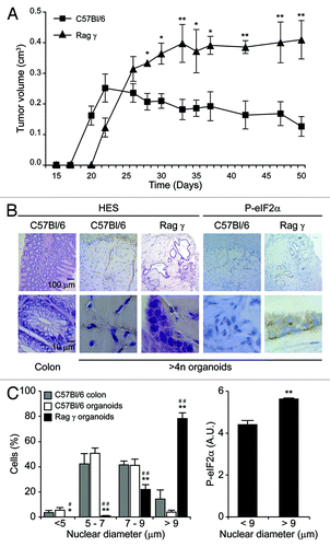 Figure 6. In vivo growth of tetraploid Tp53−/− colon organoids in immunocompetent and immunodeficient mice. (A) Growth of spontaneously tetraploid Tp53−/− colon organoids inoculated s.c. in immunocompetent (C57Bl/6) and immunodeficient (Rag γ) mice on day 0 (means ± SEM, n = 5, *p < 0.05, **p < 0.01). (B and C) Tumors were recovered at the end of the experiment shown in (A) and subjected to immunohistochemistry for the visualization of phosphorylated eukaryotic initiation factor 2α (P-eIF2α) or hematoxilin and eosin (HES) staining. Normal colons obtained from C57Bl/6 mice served as controls. (B) illustrates representative histologies of tumors generated by Tp53−/− colon organoids in C57Bl/6 and Rag γ mice. In (C), quantitative results on nuclear diameter and eIF2α phosphorylation levels are provided (means ± SEM, n = 100 cells from no less than five different tumors. Left panel: *,#p < 0.05; **,##p < 0.01, as compared to normal colonocytes and tumor cells recovered from C57Bl/6, respectively. Right panel: **p < 0.01).