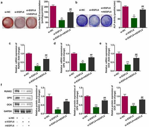 Figure 3. Recombinant EGFL6 promotes osteogenic differentiation of ADSCs. (a) ARS stain of ADSCs. (b) ALP activity of ADSCs. (c) mRNA expression of RUNX2 in ADSCs. (d) mRNA expression of OPN in ADSCs. (e) mRNA expression of OCN in ADSCs. (f) Protein expression of RUNX2, OPN, OCN. ##P < 0.01, **P < 0.01, ***P < 0.001 versus si-NC.