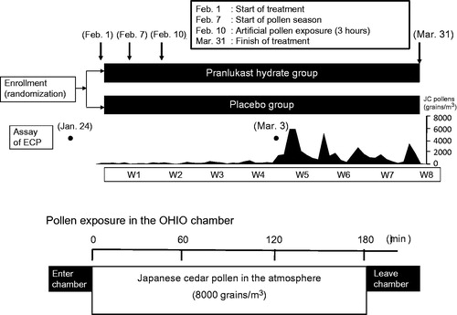 Figure 1. Study schedule. ECP, eosinophil cationic protein; JC, Japanese cedar.