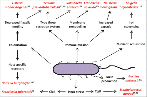 Figure 1. Thermo-regulation of important virulence factors in pathogenic bacteria species. An increase to 37°C (mammalian body temperature) is a universal invasion signal to the bacteria and enables fine tuning of virulence factor expression, promoting survival and proliferation in its host.