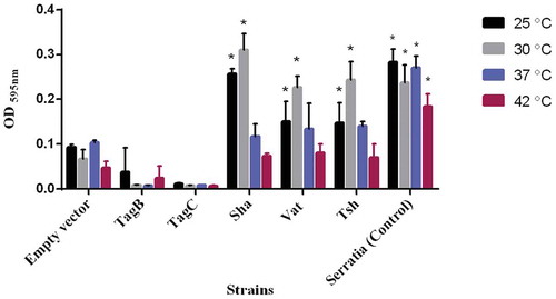 Figure 8. Sha, Vat, and Tsh promote biofilm formation.Clones of E. coli fim-negative strain ORN172 expressing SPATE proteins were grown at different temperatures (25°C, 30°C, 37°C, and 42°C) in polystyrene plate wells for 48 h and then stained with crystal violet. Remaining crystal violet after washing with acetone was measured as absorbance at 595 nm. Data are the means of three independent experiments, and error bars represent standard errors of the means. Empty vector (pBCsk+) was used as a negative control, and a string biofilm producing Serratia strain [Citation100] served as a positive control for biofilm formation (* p < 0.05, **p < 0.01, ***p < 0.001 compared to empty vector using one-way ANOVA).
