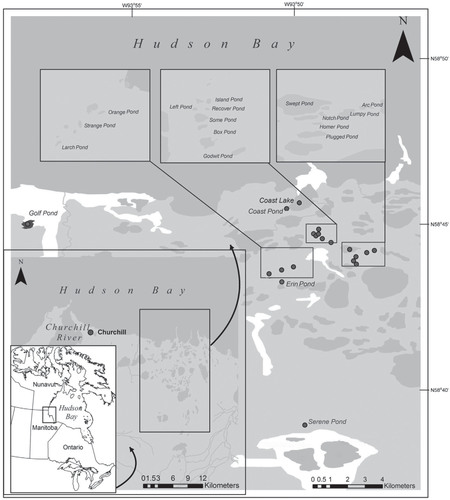 FIGURE 1. Map illustrating locations of the 20 shallow tundra ponds located within the Churchill Wildlife Management Area of western Hudson Bay Lowlands that were selected for analyses of water chemistry and water isotope composition in this study.