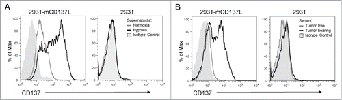 Figure 4. Soluble CD137 produced by tumor cells binds to CD137 ligand. (A) Binding of sCD137 present in the supernatant of CT26 cells cultured under hypoxia to CD137 ligand (CD137L) transfected to 293T cells. Untransfected 293T were used as a specificity control and supernatants from normoxia and hypoxia cultured CT26 cells were tested without dilution. Binding was revealed by an anti-CD137 mAb which does not interfere with ligand binding (1D8 clone) (B) Similar experiment as in A performed with the serum of CT26-bearing Rag2IL2Rγ−/− mice as a source of sCD137 or with pre-tumor serum as a control.