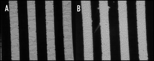 Figure 2 Electro-orientation of (fission) yeast cells. The electrodes used had a spacing and width of 40 µm; the applied voltage was 10 V peak-to-peak. (A) Orientation along electric field lines at 1 MHz; (B) Orientation perpendicular to electric field at 50 MHz.