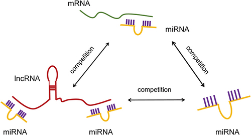 Figure 9 The competition mechanism of the ceRNA network.
