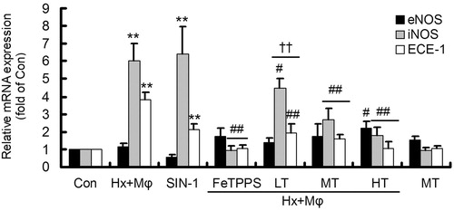 Figure 3. Gene expression of eNOS, iNOS and ECE-1 in treated HCMECs. **p < 0.01, versus Con group; ##p < 0.01 or #p < 0.05, versus Hx + Mϕ group; ††p < 0.01, versus Hx + Mϕ + FeTPPS group. The data were repeated three times and represented as mean ± SD. Con, control; Hx + Mϕ, hypoxia plus macrophage co-culture; LT, low dose TXL; MT, middle dose TXL; HT, high dose TXL.