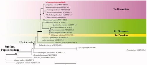 Figure 1. The maximum-likelihood (ML) phylogenetic tree for 25 species of Fabaceae. Bold branches indicate nodes with 100 bootstrap support. The newly sequenced species, Campylotropis grandifolia in this study is marked in italic bold font.