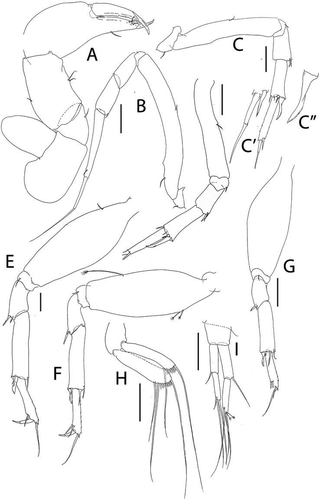 Figure 36. Pseudotanais livingstoni sp. nov., (a), cheliped; (b), pereopod-1; (c), pereopod-2, with (c’), detail of dactylus and unguis, and (c”), blade-like carpal spine; (d), pereopod-3; (e), pereopod-4; (f), pereopod-5; (g), pereopod-6; (h), pleopod; (i), uropod. Scale lines = 0.1 mm