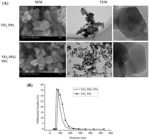 Figure 1. Morphology and size distribution of TiO2 and TiO2-PEG NPs in complete cell culture medium. (A) SEM and TEM images of TiO2 and TiO2-PEG NPs; (B) size distributions of TiO2 and TiO2-PEG NPs. Scale bar: 100 nm (SEM and middle TEM) and 2 nm (right TEM).