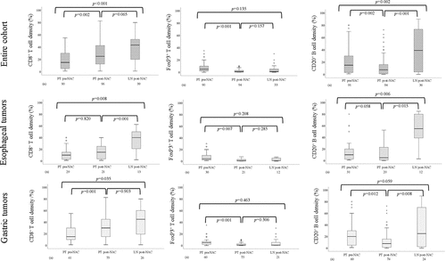 Figure 1. Boxplots visualizing the density of CD8+ T cells, FoxP3 + T cells and CD20+ B cells in PT pre-NAC, PT post-NAC and LN post-NAC, in the entire cohort, esophageal and gastric tumors, respectively