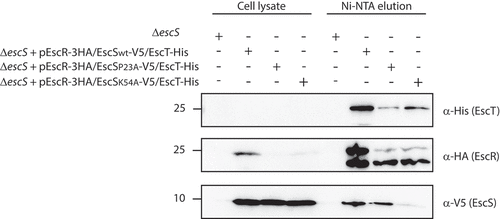 Figure 7. EscS Lys54 is involved in hetero-interactions within the EscRST complex. Whole-cell lysates of EPEC ΔescS strain transformed with the triple-protein expressing plasmids (pEscRST), pEscR-3HA-EscS-V5-EscT-His, pEscR-3HA-EscSP23A-V5-EscT-His or pEscR-3HA-EscSK54A-V5-EscT-His, were incubated overnight with Ni-NTA beads. The beads were then washed, and interacting proteins were eluted with 500 mM imidazole to preserve the native conditions. The eluted fractions were mixed with SDS-sample buffer and subjected to SDS-PAGE. Western blots were analyzed with anti-His, anti-HA and anti-V5 antibodies