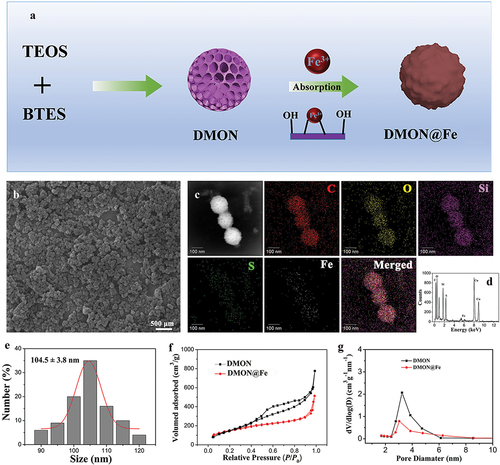 Figure 1. (a) Graphical scheme of the synthesis of DMON@Fe nanoparticles. (b) SEM micrographs of DMON@Fe. (c) Elemental mappings and (d) energy dispersive X-ray (EDX) spectrum of DMON@Fe. (e) Size distribution of DMON@Fe. (f) Nitrogen absorption−desorption isotherm and (g) the corresponding pore-size distribution of DMON and DMON@Fe.