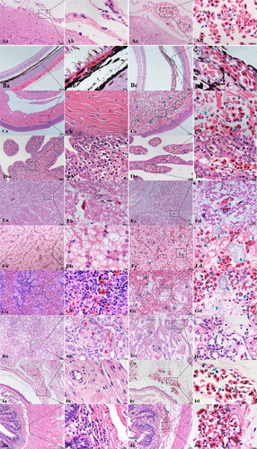 Figure 5. Histopathological observation of the healthy and diseased P. sinensis (scale bar: 50 μm and 10 μm). (A) a and b brain of a healthy P. sinensis, c, and brain of a diseased P. sinensis. (B) a and b eyes with healthy P. sinensis, c and d eyes with diseased P. sinensis. (C): a and b the eyelids of healthy P. sinensis, c, and d the eyelids of diseased P. sinensis. (D) a and b gill-like tissues of healthy P. sinensis, c and d gill-like tissues of diseased P. sinensis. (E) a and b spinal cords of healthy P. sinensis, c and d spinal cords of diseased P. sinensis. (F) a and b liver of healthy P. sinensis, c and d liver of diseased P. sinensis. (G) a and b spleen of healthy P. sinensis, c and d spleen of diseased P. sinensis. (H) a and b kidneys with healthy P. sinensis, c and d kidneys with diseased P. sinensis. (I) a and b ovarioles of healthy P. sinensis, c and d ovarioles of diseased P. sinensis. (J) a and b intestine of healthy P. sinensis, c and d intestine of diseased P. sinensis.