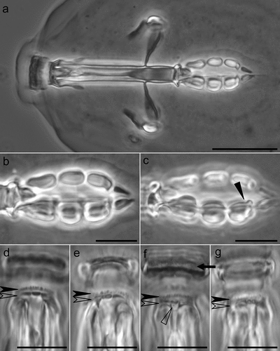 Figure 4. Mesobiotus huecoensis sp. nov. buccopharyngeal apparatus under PCM. (a) Buccopharyngeal apparatus of the holotype. (b) Dorsal view of the placoids row of the holotype. (c) Ventral view of the placoids row of the holotype. (d) Dorsal part of the oral cavity armature (OCA) of the holotype. (e) Dorsal part of the OCA of a paratype on slide SL1. (f) Ventral part of the OCA of the holotype. (g) Ventral part of the OCA of a paratype on slide SL1.Arrowhead: constriction in the third macroplacoid. Arrow: first (anterior) OCA band. Indented arrowhead: second (middle) OCA band. Empty indented arrowhead: third (posterior) OCA band. Empty arrowhead: mucrone behind the median part of the ventral third (posterior) OCA. Image a was assembled from a multiple focus stack. Scalebars: 10 µm.