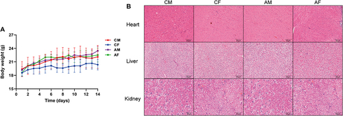 Figure 6 Toxicology effects of STC@BBR-SANPs. (A) Body weight change of mice during 14 days. (B) Histopathological changes of liver, kidney and hearts. (n = 5).
