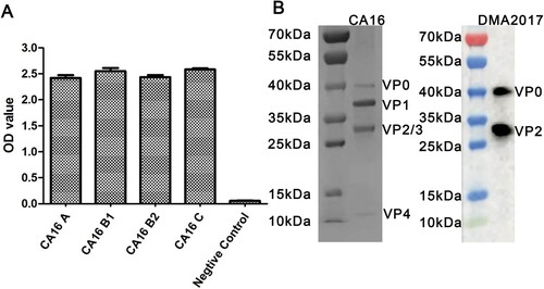 Figure 1. Characterization of DMA2017. (A) Characterization of the binding ability of DMA2017 with A, B1, B2 and C subgenotypes of CA16. (B) SDS-PAGE analysis of CA16 and Western blotting of CA16 bound with DMA2017.