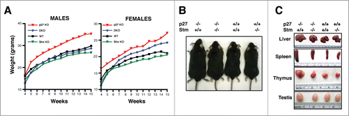 Figure 1. Stathmin loss reverts the gigantism of p27 null mice. (A) Growth curves of C57BL/6 mice WT (27 males, 30 females), p27KO (43 males, 44 females), DKO (41 males, 36 females) and StmKO (65 males, 75 females), weighed every week, from 4 to 15 weeks of age (p27KO vs WT and DKO, p < 0.01, at all time points considered). (B and C) Representative images of 15-weeks-old C57BL/6 mice and organs of the indicated genotypes.