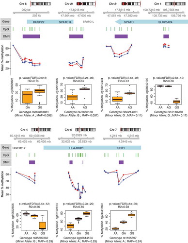 Figure 4. Genes associated with differentially methylated regions (DMR) in ME/CFS. Figure shows DMP-containing DMRs identified from the analysis of DNA methylation data from both sexes (healthy controls, n = 36; vs. ME/CFS cases, n = 43; sample sizes after individual exclusions) that were also identified from analysis of data females alone (healthy controls, n = 27; vs. ME/CFS cases, n = 34). Each panel shows (in descending order): 1) The chromosomal location of the gene/DMR; 2) The position of the DMPs (green bars) and DMR (purple bars) with respect to the gene (blue bars); 3) The mean percentage methylation difference between ME/CFS cases (red) and controls (blue) at each DMP; 4) The most significant meQTL association (as indicated by the R2 and p-values) between SNP genotype and the individual percentage methylation at the most significant DMP (as indicated by the p-value) within each DMR.