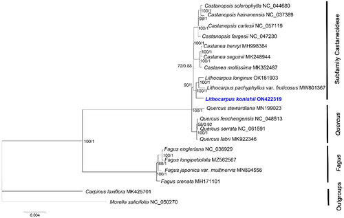 Figure 3. The phylogenetic tree based on the complete chloroplast genome sequences of 18 species from the Fagaceae family, with Morella salicifolia and Carpinus laxiflora as Outgroups. The following sequences were used: Castanopsis sclerophylla NC_044680 (Ye, Hu, et al. Citation2019), Castanopsis hainanensis NC_037389 (Chen et al. Citation2018), Castanopsis carlesii NC_057119 (Sun et al. Citation2019), Castanopsis fargesii NC_047230 (Ye, Guo, et al. Citation2019), Castanea henryi MH998384 (Gao et al. Citation2019), Castanea seguinii MK248944 (Chen et al. Citation2019), Castanea mollissima MK352487 (Zhu et al. Citation2019), Lithocarpus longinux OK181903 (Wu et al. Citation2022), Lithocarpus pachyphyllus var. fruticosus MW801367 (Jin et al. Citation2021), Quercus stewardiana MN199023 (Li et al. Citation2020), Quercus fenchengensis NC_048513 (Hu et al. Citation2019), Quercus serrata NC_061591 (Yang et al. Citation2021), Quercus fabri MK922346 (Xu et al. Citation2019), Fagus engleriana NC_036929 (Yang et al. Citation2018), Fagus longipetiolata MZ562567 (Liang et al. Citation2022), Fagus japonica var. multinervis MN894556 (Park and Oh Citation2020), Fagus crenata MH171101 (Worth et al. Citation2019), Carpinus laxiflora MK425701 (Lee et al. Citation2019), and Morella salicifolia NC_050270 (Karumuna et al. Citation2019). NCBI accession numbers of each genome are shown in the figure. The bootstrap support values were based on 1000 replicates. Values of bootstrap support and posterior probability for each branch nodes are as indicated.