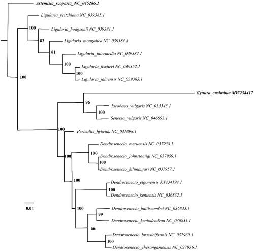 Figure 1. The Maximum-Likelihood (ML) phylogenetic tree of 20 complete chloroplast genomes: Gynura cusimbua is showed with bold italic text for highlight, Artemisia scoparia as an out-group and showed with bold italic text. The numbers adjacent to the nodes denote bootstrap support values from 1000 replicates.