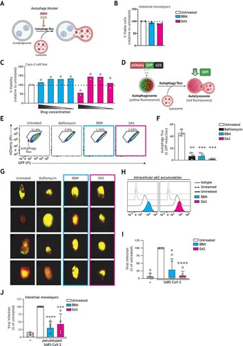 Figure 3. Pharmacological modulation of autophagy prevents SARS-CoV-2 pseudovirus acquisition by intestinal epithelial cells. (A) Graphical representation of the modes of action by which BBM and DAS modulate the autophagy pathway. (B, C) % Cell viability upon treatment of intestinal monolayers (B) or Caco-2 cell line (C) with BBM or DAS, determined by ATP-based CellTiter-Glo assay. (B) Intestinal epithelial monolayers were treated with optimized concentrations of BBM, or DAS, or left untreated, for 60 h. Open circles represent individual donors, n = 2 donors. (C) Caco-2 cells were treated with serial dilutions of BBM, or DAS, or left untreated, for 72 h. Open circles represent individual replicates, n = 2. (D) Graphical representation of the U87.LC3-mCherry-GFP autophagy reporter cell line employed to monitor autophagy flux. The GFP tag in the U87.LC3-mCherry-GFP cells are acid-sensitive and are quenched upon autophagosome acidification, permitting the monitoring of autophagy flux by measuring reduction in GFP signal. (E, F, G) Autophagy flux in U87.LC3-mCherry-GFP cells upon incubation with Bafilomycin A1 control, BBM, DAS, or left untreated, for 24 h. Autophagy flux was monitored by % GFP signal reduction, determined by flow cytometry (E, F) and imaging flow cytometry (G). Representative flow cytometry plots (E) and quantification of flow cytometry data (F), data are mean ± SE of n = 3 replicates represented by open circles; **P < 0.01, ***P < 0.001, Student's t-test. (G) Representative imaging flow cytometry overlays of bright field, mCherry, and GFP signal, four individual cells shown per condition are representative of n = 3 replicates; (H) Intracellular p62 accumulation in Caco-2 cell line upon treatment with BBM, DAS, or left untreated, for 72 h, measured by flow cytometer. Data are representative flow cytometry plots of n = 2 independent experiments performed in triplicate. (I, J) Viral infection of Caco-2 cell line (I) or intestinal monolayers (J) pre-treated with BBM, DAS, or left untreated, determined by luciferase activity (RLU). (I) Caco-2 cells were infected with SARS-CoV-2 pseudovirus for 72 h, data are mean ± SE of n = 6 replicates represented by open circles; *P = 0.0115, ****P < 0.0001, One sample t-test. (J) Intestinal epithelial monolayers were infected with SARS-CoV-2 pseudovirus for 5 days. Open circles represent individual replicates, n = 4 intestinal donors, ***P = 0.0005, ****P < 0.0001, one-sample t-test.