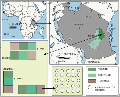 Figure 1. Study area map and plot layout at Kitulangalo Forest Reserve