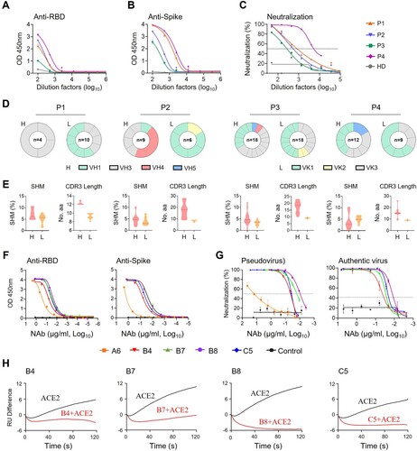 Figure 1. Isolation of monoclonal antibodies from single B cells of convalescent COVID-19 patients. (A) RBD-specific binding activities of sera derived from 3 (P1–P3) convalescent and 1 (P4) acute COVID-19 patients as measured by ELISA; (B) Spike-specific binding activities of sera derived from four COVID-19 patients as measured by ELISA; (C) Neutralization activities of sera derived from four COVID-19 patients as measured by pseudotyped SARS-CoV-2 inhibition in 293T-ACE2 cells; (D) Antibody gene repertoire analysis of reactive B cells derived from each patient. The number of cloned antibody genes from each patient is shown in the center of each pie chart for both the heavy (H) and light (L) chains. The colors represent specific variable gene family. Each fragment of the same color stands for one specific sub-family; (E). The percentage of somatic hypermutation (SHM) compared to germline sequences and the CDR3 amino acid lengths of cloned antibody H and L gene sequences were analyzed for each subject; (F) RBD (left) and spike (right) specific binding activities of five HuNAbs, including A6, B4, B7, B8 and C5, were measured by ELISA; (G) Neutralization activities of 5 HuNAbs against pseudotyped (left) and authentic (right) SARS-CoV-2 were determined in HEK 293T-ACE2 and Vero-E6 cells, respectively. HIV-1 specific HuNAb VRC01 served as a negative control. Each assay was performed in duplicates and the mean of replicates is shown with the standard error of mean (SEM); (H) The competition of four HuNAbs, including B4, B7, B8 and C5, with human soluble ACE2 for binding to SARS-CoV-2 RBD was measured by SPR. The curves show binding of ACE2 to SARS-CoV-2 RBD with (red) or without (black) pre-incubation with each HuNAb.