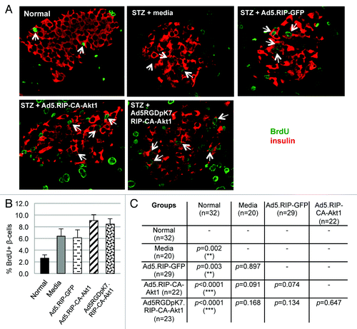 Figure 5. BrdU incorporation showed β-cell regeneration in MLD STZ-induced mice following intra-bile ductal injection of viral vectors. Following bile ductal injection of the vectors, BrdU-containing drinking water was provided to the mice. Six weeks later, the mice were sacrificed, and their pancreas were sectioned and processed for immunofluorescence staining using anti-insulin (red) and anti-BrdU (green) antibodies. (A) Representative images for each group. BrdU+ β-cells were detected in all groups, suggesting β-cell regeneration/proliferation played a role in the recovery of MLD STZ-induced diabetes. (B) The percentages of BrdU+ β-cells in each treatment group. (C) The differences in the percentage of BrdU+ β-cells between different groups were evaluated. p < 0.05 is defined as statistically significant. The p values were obtained using two-tail t-test between the compared groups. The symbol * stands for p < 0.05, ** for p < 0.005, and *** for p < 0.001.