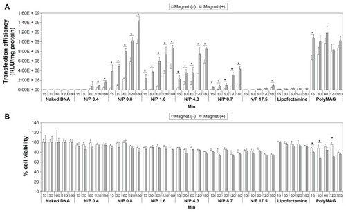 Figure 4 Transfection efficiency (A) and cytotoxicity (B) of mag-PEI nanoparticles at 15, 30, 60, 120, and 180 minutes in LAN-5 cells.Notes: The transfection efficiency and cytotoxicity was compared with positive control Lipofectamine 2000™, PolyMAG, and negative controls (naked DNA, plasmid pGL-3-basic containing CMV promoter/enhancer). *Significant differences between cells transfected with and without a magnetic plate in each transfection reagent (P < 0.05). The gray and white bars show the results of cells incubated with or without magnetic induction, respectively.Abbreviation: Mag-PEI, magnetic poly(methyl methacrylate) core/polyethyleneimine shell.