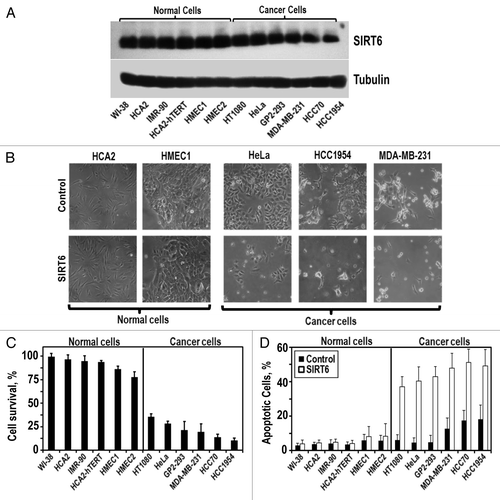 Figure 1 SIRT6 overexpression is selectively cytotoxic to multiple cancer cell lines. (A) The indicated non-cancerous and cancer cell lines were transfected with a SIRT6-expressing vector or a control plamsid. Representative immunoblot of SIRT6 levels 24 h after transfection. SIRT6 expression is similar in cancer and normal cells. (B) Represenative images of cells taken 72 h post-transfection. (C) Quantification of SIRT6 toxicity. Cell survival 72 h post-transfection, measured as the number of adherent cells transfected with SIRT6 expressing vector compared to the number of adherent cells transfected with a control plasmid. (D) Quantification of SIRT6-induced apoptosis. Relative levels of apoptosis 72 h post-transfection, determined by Annexin V staining. Experiments were repeated three times and error bars show SD.