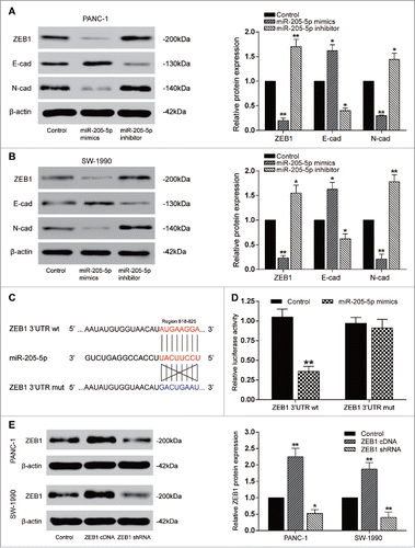 Figure 4. MiR-205-5p directly targeted ZEB1 (A-B) Western blot: in PANC-1 and SW-1990 cells, E-cadherin expression was promoted by miR-205-5p mimics while suppressed by miR-205-5p inhibitor; ZEB1 and N-cadherin expression was suppressed by miR-205-5p mimics while promoted by miR-205-5p inhibitor; (C) The predicted binding site between miR-205-5p and ZEB1;(D) The relative luciferase activity of ZEB1 3′UTR wt+miR-205-5p mimics was remarkably lower; (E) Western blot: in PANC-1 and SW-1990 cells, ZEB1 expression was promoted by ZEB1 cDNA while suppressed by ZEB1 shRNA. (*P < 0.05, **P < 0.01, compared with control group).