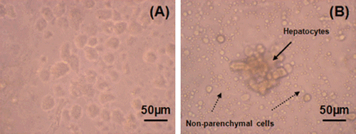 Figure 2.  The effect of Percoll solution: (a) Cells purified with Percoll solution, (b) Cell suspension obtained without purification step and contamination with non-parenchymal cells.