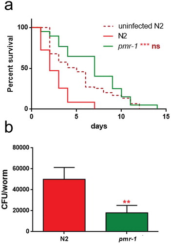 Figure 3. Effect of pmr-1 silencing on C. elegans viability and gut colonization.(a) Kaplan-Meier survival plot of pmr-1 mutant worms with respect to controls (infected or uninfected N2). n = 60 for each data point of single experiments. (b) Bacterial colony-forming units (CFU) recovered from nematodes after 48 h to infection with S. aureus. Bars represent the mean of three independent experiments. Asterisks indicate significant differences (**p < 0.01, ***p < 0.001).