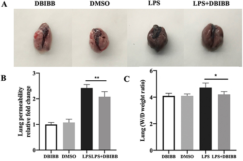 Figure 7 LPA2 protects against increased endothelial permeability in septic mice. (A) Representative images showing pulmonary tissue in LPS-induced WT and Lpar2−/− mice. (B) Vascular permeability was assessed in mice lung tissue using the EBD assay (n = 6). (C) Quantification of W/D ratio in mice lung tissue (n = 6), *p < 0.01 and **p < 0.05 vs LPS group.