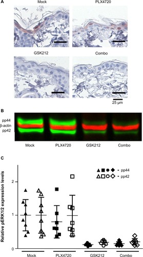 Figure 4 Skin pERK levels do not correlate with reduced MEKi-induced skin toxicity upon synchronous BRAFi.