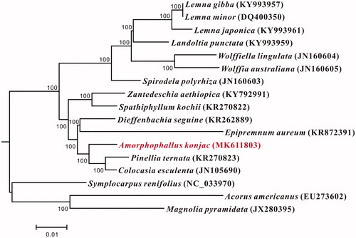Figure 1. Neighbor-joining (NJ) tree based on the whole chloroplast genome sequences of 17 taxa including 15 species chloroplast genome sequences of Araceae and Acorus americanus and Magnolia pyramidata were used as the outgroups. Bootstrap support values (%) from 500 replicates are indicated in each node. GenBank accession numbers: Lemna gibba (KY993957), Lemna minor (DQ400350), Lemna japonica (KY993961), Landoltia punctata (KY993959), Wolffiella lingulata (JN160604), Wolffia australiana (JN160605), Spirodela polyrhiza (JN160603), Zantedeschia aethiopica (KY792991), Spathiphyllum kochii (KR270822), Dieffenbachia seguine (KR262889). Epipremnum aureum (KR872391), Amorphophallus konjac (MK611803), Pinellia ternata (KR270823), Colocasia esculenta (JN105690), Symplocarpus renifolius (NC_033970), Acorus americanus (EU273602), and Magnolia pyramidata (JX280395).