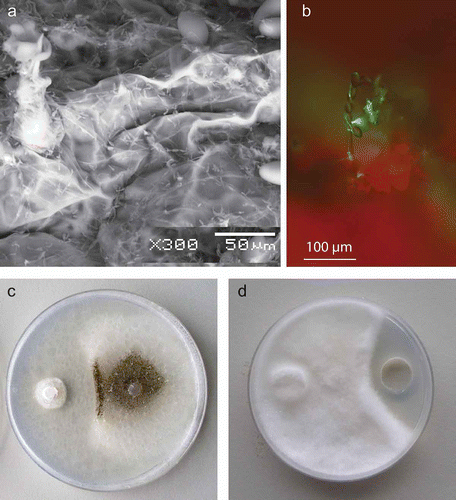 Fig. 1. Pseudozyma flocculosa, 24 h post-inoculation, on powdery mildew infected leaves (a) under scanning electron microscopy; b, under fluorescent microscopy (when using a P. flocculosa strain expressing GFP; c, P. flocculosa against Phomopsis sp. on potato dextrose agar (PDA) medium after 2 days; d, flocculosin against Pythium ultimum grown for 2 days on PDA.