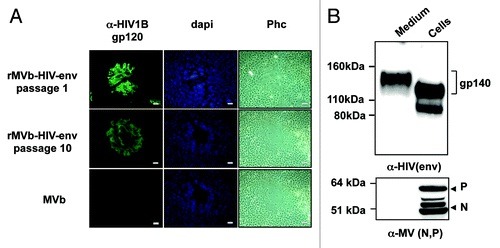 Figure 3. Transgene expression. Expression of the transgene was assessed by (A) immunofluorescence. Recombinant MV expressing HIV env (see M&M) was passaged 10 time on MRC5 cells, the resultant virus shed from passage 1 and 10 were analyzed by immunofluorescence, Dapi staining and phase contrast (Phc). Only positive expressing HIV env were formed by passaged viruses, and only negative syncytia by the control MVb (> 100 syncytia were counted). Images show typical syncytia formed by passaged viruses. (B) Antigen expression by rMVb was analyzed by western blots against HIV-env and measles N and P protein are shown. Note: mature HIV env (gp-140) is detected in the medium because it is a secreted protein. In the cell, different forms of the protein are revealed due to various maturation stages of the glycoprotein.