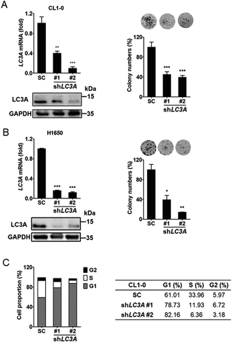 Figure 2. LC3A expression is associated with lung cancer proliferation. (A) RT-qPCR (left upper) and immunoblotting analysis (left lower) of LC3A and GAPDH expression and clonogenic analysis (right) of CL1-0 cells transduced with the lentiviral vector encoding shLC3A (#1 and #2) or scrambled control (SC) for 14 days. shLC3A#1 and shLC3A#2 target different regions in LC3A mRNA. **p < 0.01, ***p < 0.001. (B) RT-qPCR (left upper) and immunoblotting analysis (left lower) of LC3A and GAPDH expression and clonogenic analysis (right) of H1650 cells transduced with the lentiviral vector encoding shLC3A or scrambled control (SC) for 14 days. *p < 0.05, **p < 0.01, ***p < 0.001. (C) Cell cycle analysis of CL1-0 cells transduced with the lentiviral vector encoding shLC3A or scrambled control (SC) for 14 days. Proportions of cell cycle phases were quantified in the table.