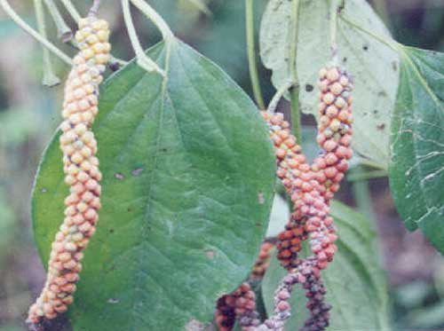 Figure 2 Piper wallichii (Miq.) Hand.-Mazz. with fruits. (Color figure available online.)