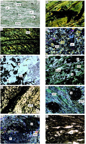 Figure 3. Microstructures and mineral assemblages characterising different lithologies. Aprica TMU: (a) Amphibolite – S2 foliation defined by amphibole (amp), plagioclase (pl), biotite (bt) and opaques (op), long side of the image is 1.5 cm. Aprica TMU; (b) Foliated phyllonite, S2 is defined by fine-grained mica (wm), long side of the image is 5 mm; (c) D2 crenulation cleavage in fine-grained garnet (g) bearing metapelite. Note relic D1 in some of the lithons, long side of the image is 7 mm. Passo Cavalcafiche TMU; (d) Paragneiss with porphyroclasts of plagioclase and white mica transversal to the S2 foliation defined by mica-rich layers, in which D3 kink-folds are recognisable (upper left part of the image), long side of the image is 15 mm; (e) Ortogneiss – Biotite (partially substituted by chlorite) and garnet in S2 foliation defined by the alignment of quartz-feldspar (q + fs) rich layers, long side of the image is 15 mm; (f) Retrogressed gneiss – S2 foliation with garnet porphyroblasts enveloped by chlorite (chl) and quartz-albite (q + ab) lithons parallel to the foliation. Biotite is here completely substituted by chlorite, long side of the image is 15 mm; (g) Zoned tourmaline (green mineral) rich layers folded by D3 folds, long side of the image is 10 mm; (h) Micaschist – garnets enveloped by S2 foliation defined by alternating mica-rich and quartz-feldspar rich millimetre layers, and by the preferred orientation of white mica, long side of the image is 20 mm; (i) Gneiss – Feldspar (fs) and garnet porphyroblasts with inclusions of white mica. In the upper left corner, S2 defined by white mica iso-orientation is kinked by F3 folds. Garnet is partially substituted by chlorite along fractures, long side of the image is 15 mm; (j) Mylonitic mica-rich layers in cataclastic bands with quartz (q) porphyroclasts and asymmetric pressure shadows; long side of the image is 6 mm.